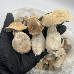 Buy Magic Mushrooms Australia