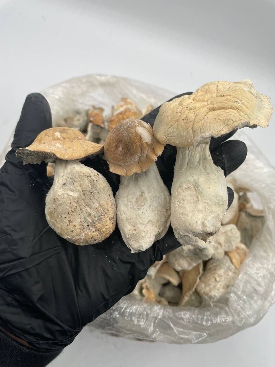 Buy Magic Mushrooms Australia