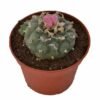 Lophophora Decipiens Peyote