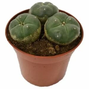Peyote Williamsii