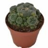 Peyote Online Australia