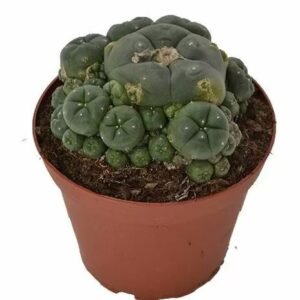 Peyote Online Australia