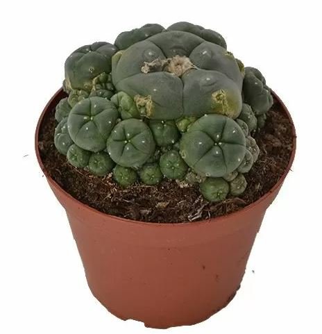 Peyote Online Australia