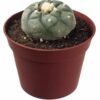 Peyote Australia