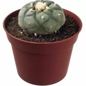 Peyote Australia