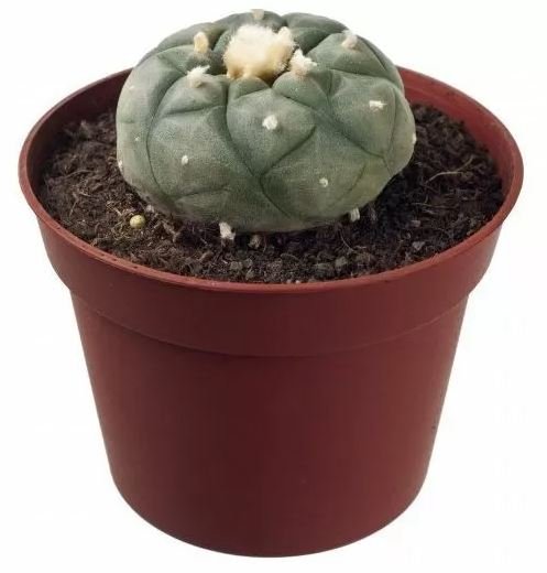 Peyote Australia