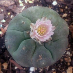 Peyote Seeds For Sale