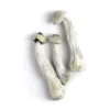 Buy Mushrooom Australia