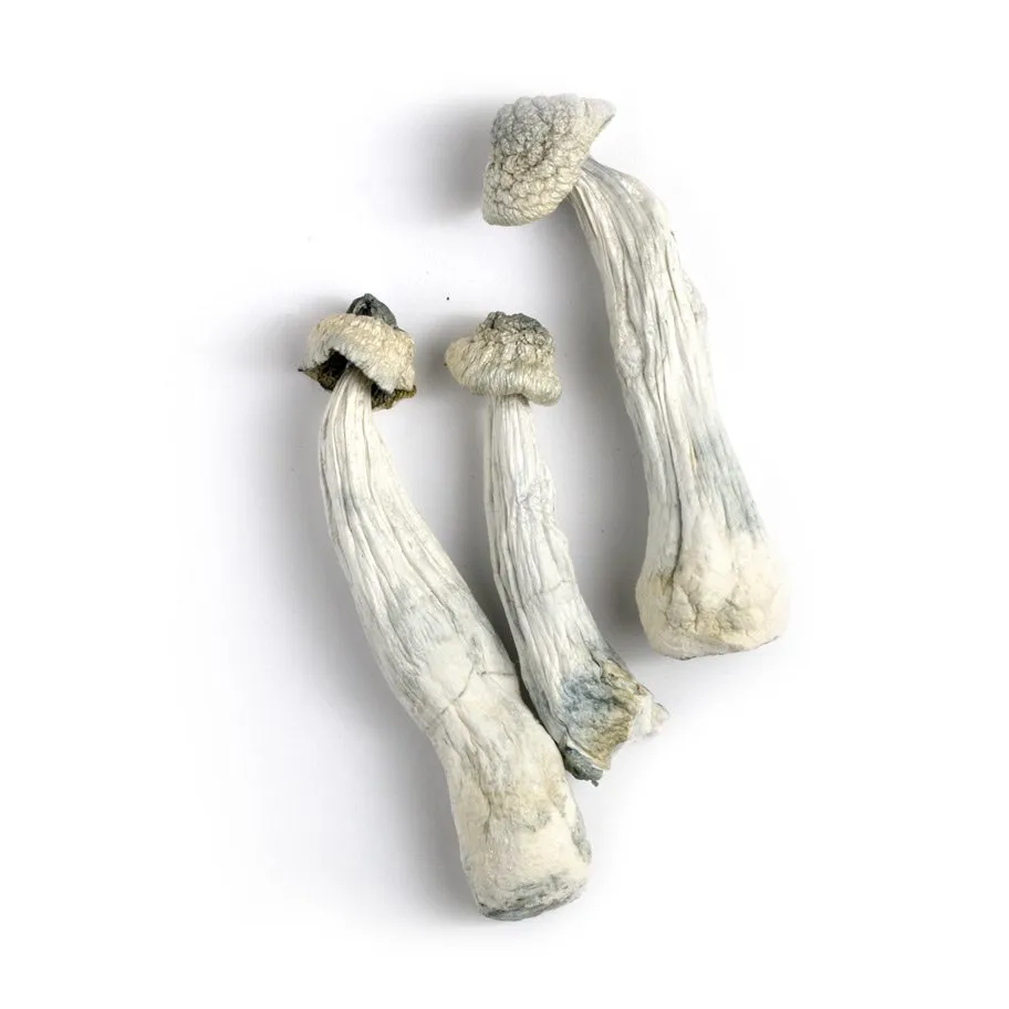 Buy Mushrooom Australia