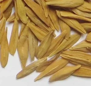 Strophanthus Gratus Seeds