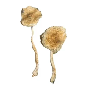 Blue Magnolia Magic Mushrooms