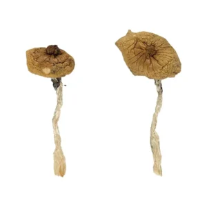 Blue Meanie Magic Mushrooms