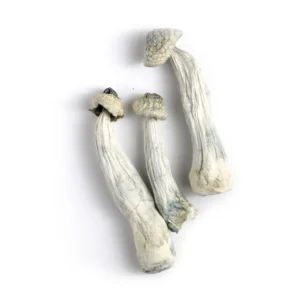 Albino Penis Envy
