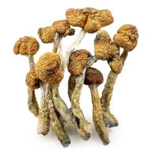 Mazatapec Magic Mushroom