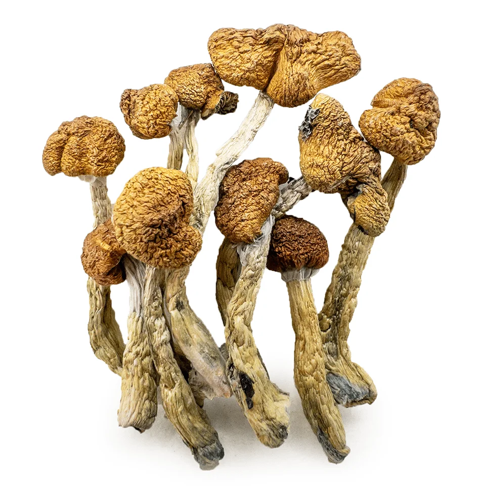Mazatapec Magic Mushroom