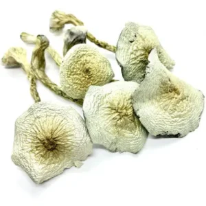 Great White Monster Mushroom