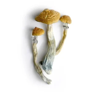 Hillbilly Magic Mushrooms 