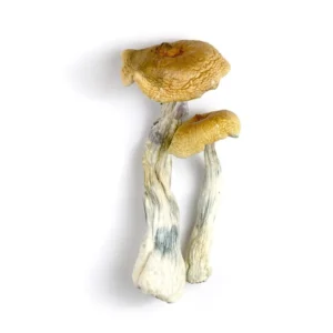 Golden Mammoth Mushrooms