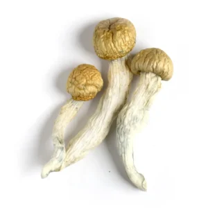 Penis Envy Mushroom Australia
