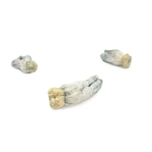 Yeti Magic Mushroom Strain