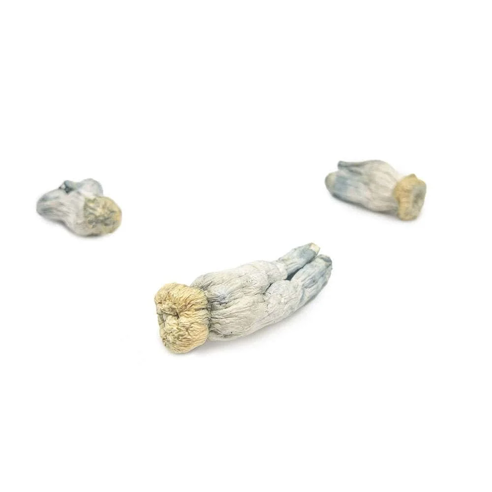 Yeti Magic Mushroom Strain