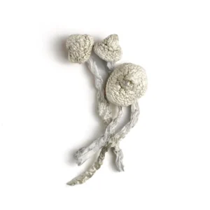 Avery’s Albino Magic Mushrooms