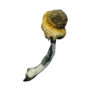 A+ Magic Mushrooms