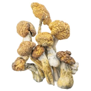 Malabar Magic Mushroom
