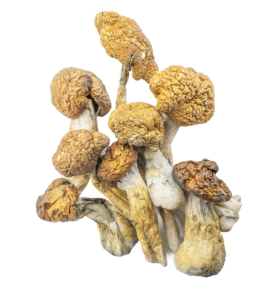 Malabar Magic Mushroom