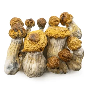 Trans Envy Mushroom