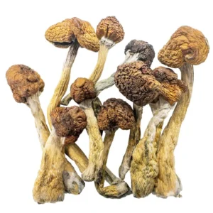Trinity Mushroom Strain