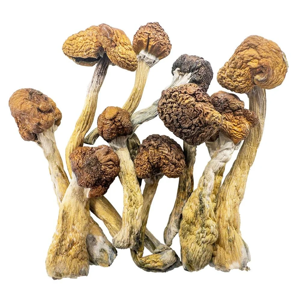 Trinity Mushroom Strain